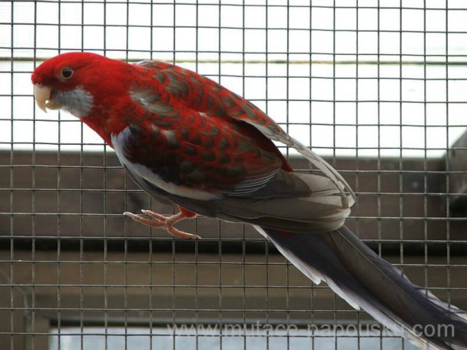 Pennants mutations - pennant-mutation : CmonSite